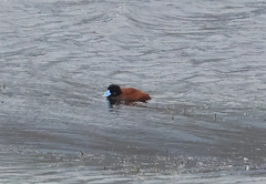 Oxyura ferruginea