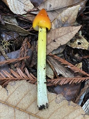 Hygrocybe singeri