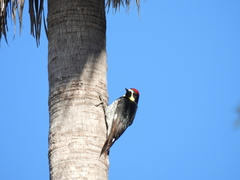 Melanerpes formicivorus angustifrons