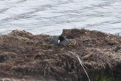 Fulica ardesiaca