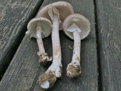 Amanita submaculata