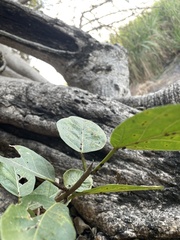 Ficus cotinifolia