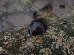 Diplocrepis puniceus