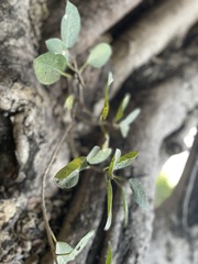 Ficus cotinifolia