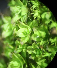 Syntrichia pagorum