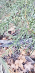 Cupressus arizonica
