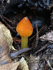 Hygrocybe singeri
