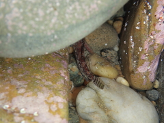 Bellapiscis lesleyae