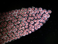 Reginaia ebenus