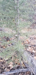 Cupressus arizonica