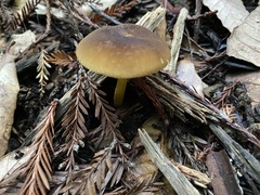 Pluteus vellingae