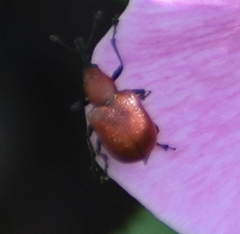 Merhynchites bicolor