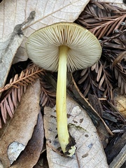 Pluteus vellingae