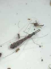 Empicoris rubromaculatus