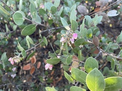 Arctostaphylos rudis