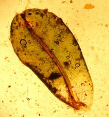 Syntrichia pagorum
