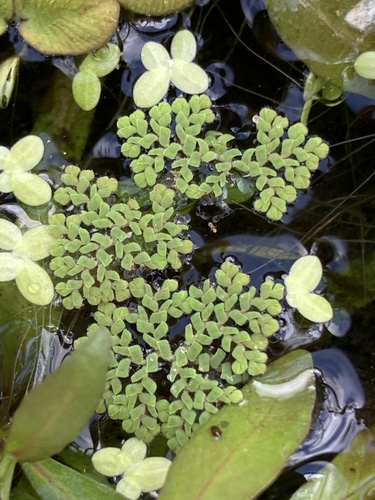 Azolla imbricata iNat (1)