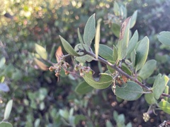 Arctostaphylos rudis
