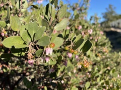 Arctostaphylos rudis
