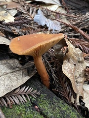 Lactarius rubidus