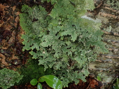 Pseudocyphellaria