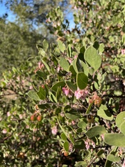 Arctostaphylos rudis