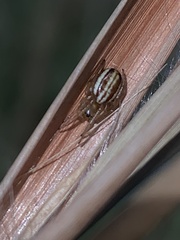Araneus pratensis
