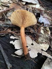 Lactarius rubidus
