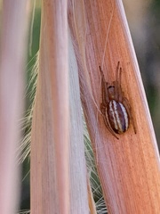 Araneus pratensis