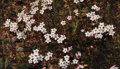 Pharnaceum aurantium