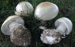 Amanita sturgeonii