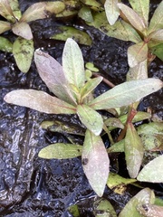 Hygrophila polysperma