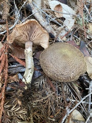 Armillaria sinapina