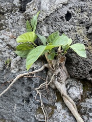 Ficus cotinifolia