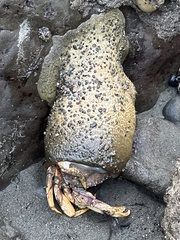 Metacarcinus magister