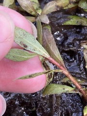 Hygrophila polysperma