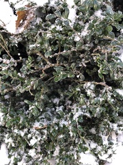 Buxus sempervirens