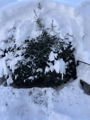 Buxus sempervirens