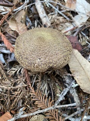 Armillaria sinapina