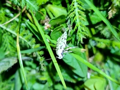 Izatha peroneanella