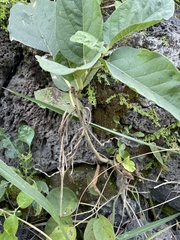 Ficus cotinifolia