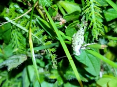Izatha peroneanella