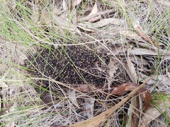 Dolichoderus doriae