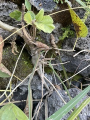 Ficus cotinifolia