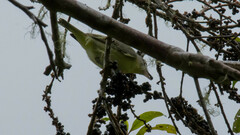 Vireo philadelphicus