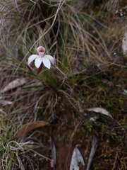 Caladenia alpina