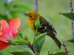 Piranga bidentata