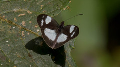 Janatella leucodesma