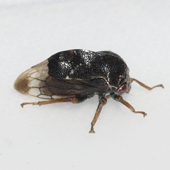 Xantholobus muticus