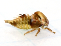 Xantholobus muticus